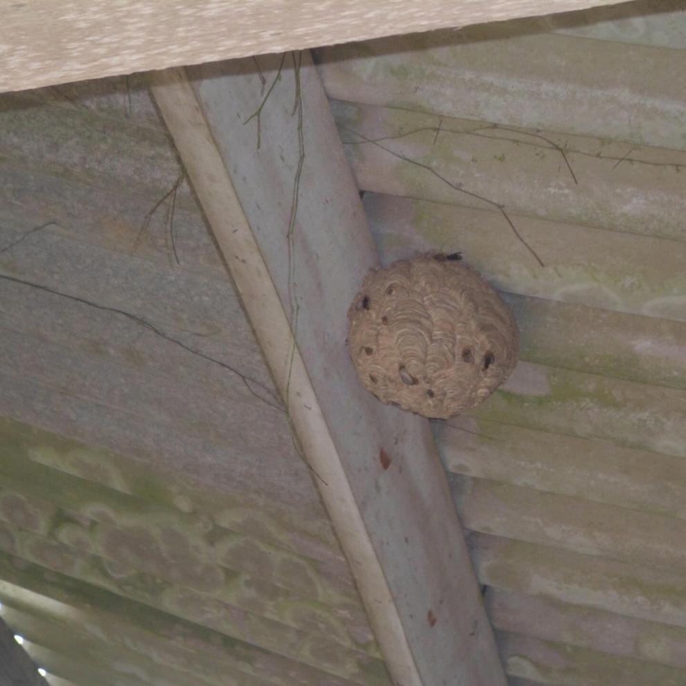 Nid de frelons asiatiques sur poutre