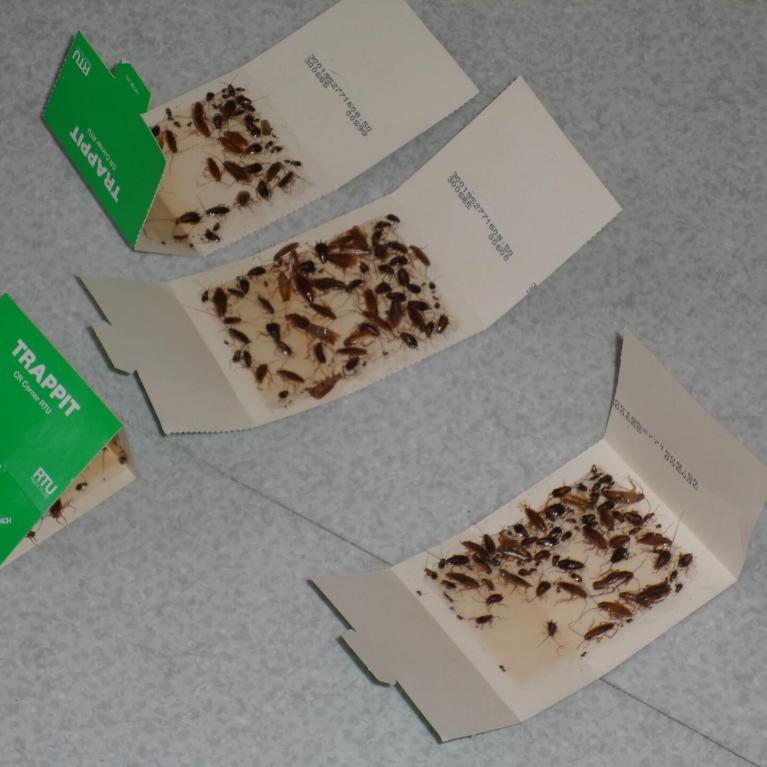 Opération de piégeage sur blattes germaniques dans un appartement