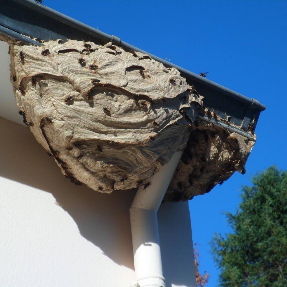 Nid de frelons asiatiques sur gouttière