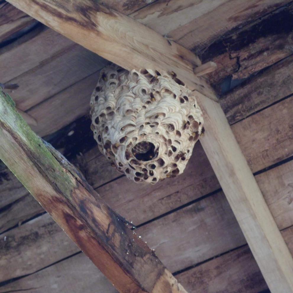 Nid de frelons européens situé dans une grange