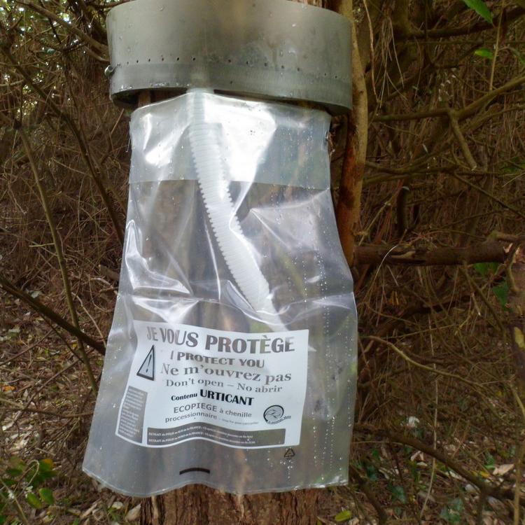 Pose d'un piège à chenilles processionnaires