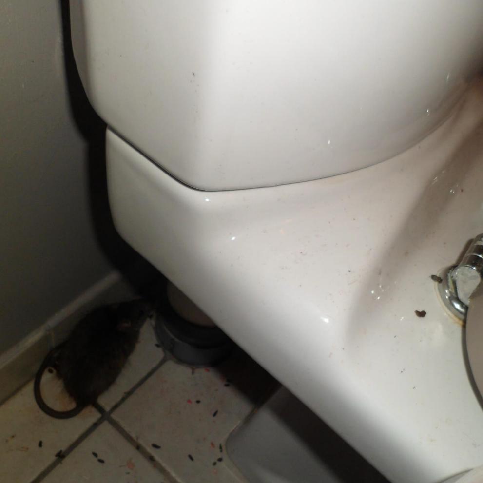 Rat noir (rattus rattus) s'étant introduit dans les toilettes d'une maison d'habitation