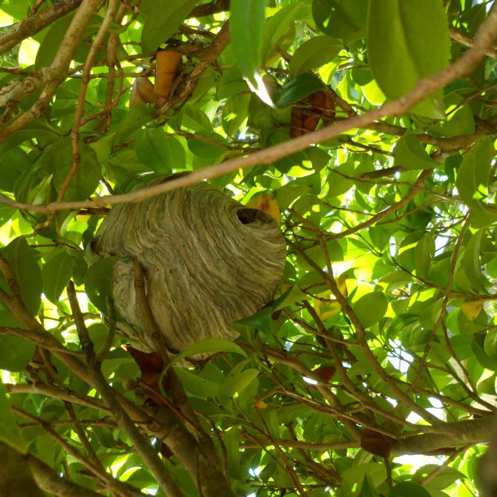 Nid de guêpes dans un camélia