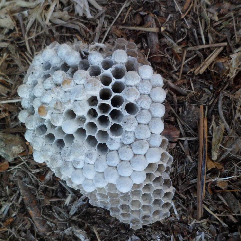 Le nid après destruction